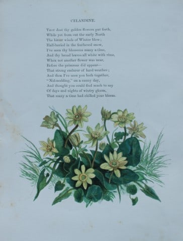 Birket Foster - Hand coloured engraving of Celandine 1863 (1 of 1)