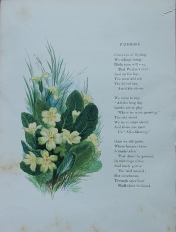 Birket Foster - Hand coloured engraving of Primrose 1863 (1 of 1)