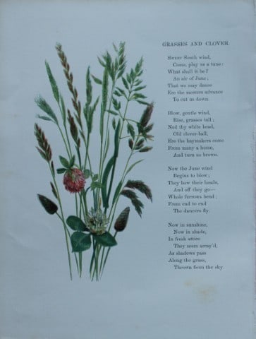 Birket Foster - Hand coloured engraving of Grasses and Clover 1863 (1 of 1)