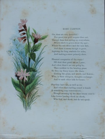 Birket Foster - Hand coloured engraving of Rose Campion 1863 (1 of 1)