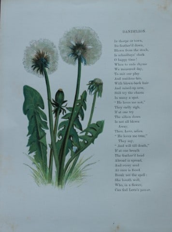 Birket Foster - Hand coloured engraving of Dandelion 1863 (1 of 1)