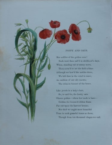 Birket Foster - Hand coloured engraving of Poppy and Oats 1863 (1 of 1)
