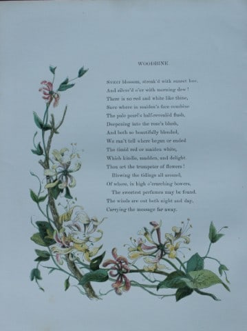 Birket Foster - Hand coloured engraving of Woodbine 1863 (1 of 1)