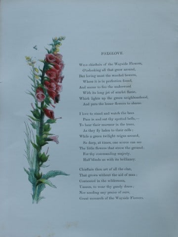 Birket Foster - Hand coloured engraving of Foxglove 1863 (1 of 1)