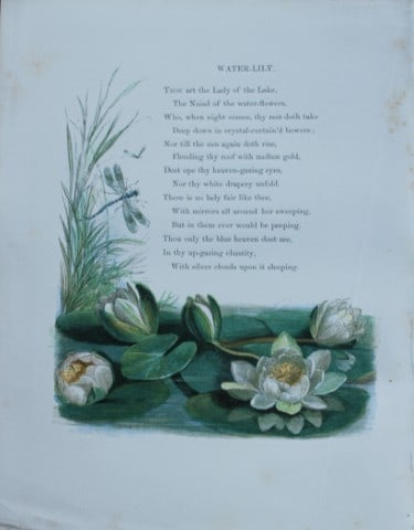 Birket Foster - Hand coloured engraving of Water Lily 1863 (1 of 1)