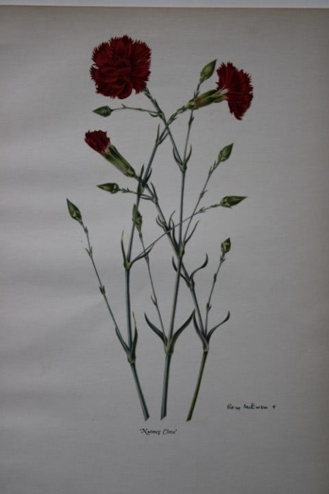 Rory McEwen - Lithograph of Nutmeg Clove Carnation 1955: This is a lithograph of the from Old Carnations and Pinks by Oscar Moreton.It was made from a painting by Rory McEwen and is in immaculate condition. McEwen was a botanical artist and folk singer,. bo