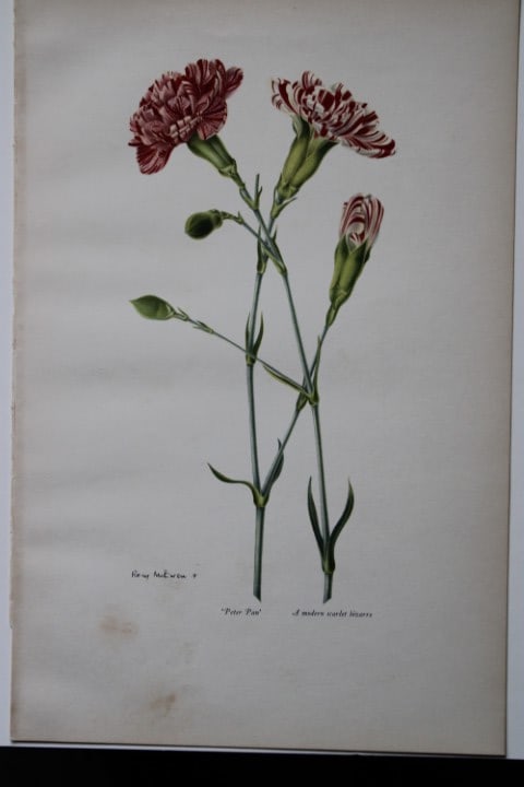 Rory McEwen - Lithograph of Peter Pan Carnation 1955: This is a lithograph of the from Old Carnations and Pinks by Oscar Moreton.It was made from a painting by Rory McEwen and is in immaculate condition. McEwen was a botanical artist and folk singer,. bo