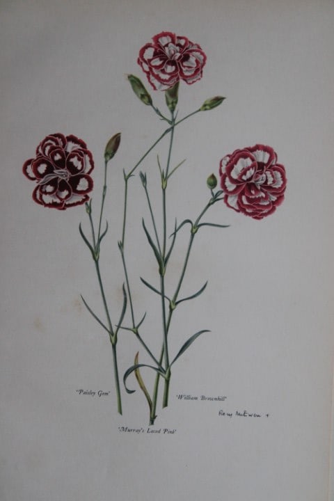 Rory McEwen - Lithograph of Old Carnations 1955: This is a lithograph of the from Old Carnations and Pinks by Oscar Moreton.It was made from a painting by Rory McEwen and is in immaculate condition. McEwen was a botanical artist and folk singer,. bo