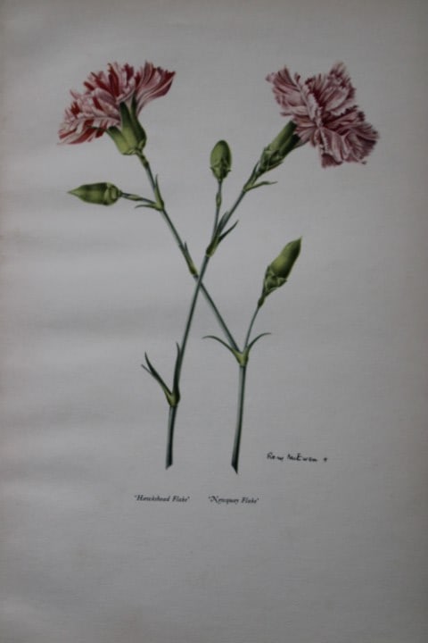 Rory McEwen - Lithograph of HawksheadFlake and Newquay Flake 1955: This is a lithograph of the from Old Carnations and Pinks by Oscar Moreton.It was made from a painting by Rory McEwen and is in immaculate condition. McEwen was a botanical artist and folk singer,. bo