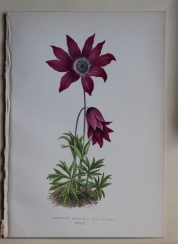 Alpine Plant engravings by AF Lydon & B Fawcett 1872: This beautiful wood engraving is from Alpine Plants: Figures and Descriptions of some of the Most Striking and Beautiful of the Alpine Flowers by David Wooster, F.R.H.S. Published by Bell and Daldy, L