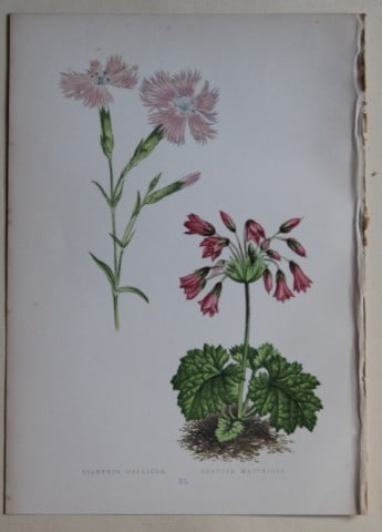 Alpine Plant engravings by AF Lydon & B Fawcett 1872 (1 of 1)