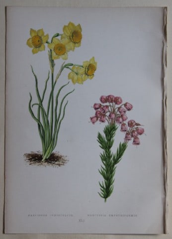 Alpine Plant engravings by AF Lydon & B Fawcett 1872: This beautiful wood engraving is from Alpine Plants: Figures and Descriptions of some of the Most Striking and Beautiful of the Alpine Flowers by David Wooster, F.R.H.S. Published by Bell and Daldy, L