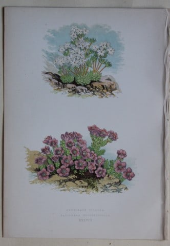Alpine Plant engravings by AF Lydon & B Fawcett 1872: This beautiful wood engraving is from Alpine Plants: Figures and Descriptions of some of the Most Striking and Beautiful of the Alpine Flowers by David Wooster, F.R.H.S. Published by Bell and Daldy, L