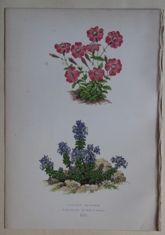 Alpine Plant engravings by AF Lydon & B Fawcett 1872: This beautiful wood engraving is from Alpine Plants: Figures and Descriptions of some of the Most Striking and Beautiful of the Alpine Flowers by David Wooster, F.R.H.S. Published by Bell and Daldy, L