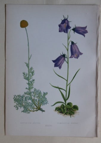 Alpine Plant engravings by AF Lydon & B Fawcett 1872 (1 of 1)