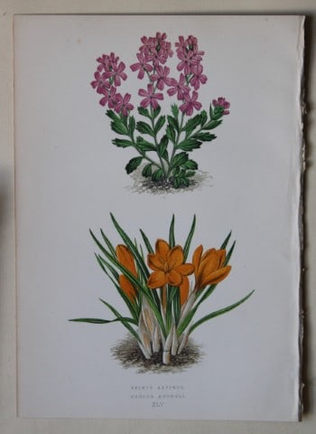 Alpine Plant engravings by AF Lydon & B Fawcett 1872: This beautiful wood engraving is from Alpine Plants: Figures and Descriptions of some of the Most Striking and Beautiful of the Alpine Flowers by David Wooster, F.R.H.S. Published by Bell and Daldy, L
