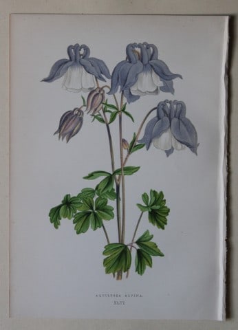 Alpine Plant engravings by AF Lydon & B Fawcett 1872: This beautiful wood engraving is from Alpine Plants: Figures and Descriptions of some of the Most Striking and Beautiful of the Alpine Flowers by David Wooster, F.R.H.S. Published by Bell and Daldy, L