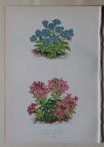Alpine Plant engravings by AF Lydon & B Fawcett 1872: This beautiful wood engraving is from Alpine Plants: Figures and Descriptions of some of the Most Striking and Beautiful of the Alpine Flowers by David Wooster, F.R.H.S. Published by Bell and Daldy, L