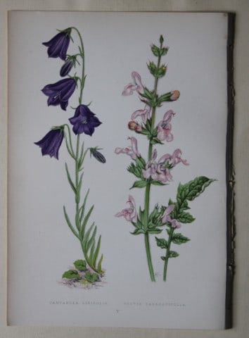 Alpine Plant engravings by AF Lydon & B Fawcett 1872: This beautiful wood engraving is from Alpine Plants: Figures and Descriptions of some of the Most Striking and Beautiful of the Alpine Flowers by David Wooster, F.R.H.S. Published by Bell and Daldy, L