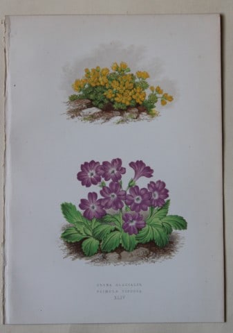 Alpine Plant engravings by AF Lydon & B Fawcett 1872: This beautiful wood engraving is from Alpine Plants: Figures and Descriptions of some of the Most Striking and Beautiful of the Alpine Flowers by David Wooster, F.R.H.S. Published by Bell and Daldy, L