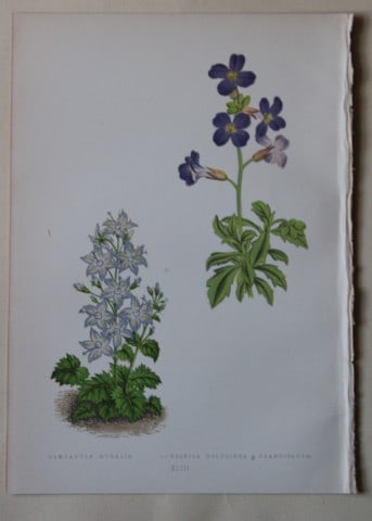 Alpine Plant engravings by AF Lydon & B Fawcett 1872: This beautiful wood engraving is from Alpine Plants: Figures and Descriptions of some of the Most Striking and Beautiful of the Alpine Flowers by David Wooster, F.R.H.S. Published by Bell and Daldy, L