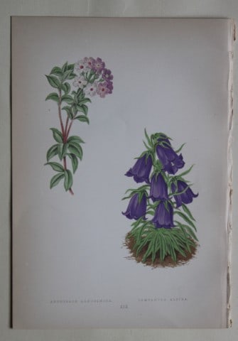 Alpine Plant engravings by AF Lydon & B Fawcett 1872: This beautiful wood engraving is from Alpine Plants: Figures and Descriptions of some of the Most Striking and Beautiful of the Alpine Flowers by David Wooster, F.R.H.S. Published by Bell and Daldy, L
