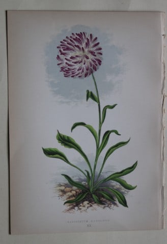 Alpine Plant engravings by AF Lydon & B Fawcett 1872: This beautiful wood engraving is from Alpine Plants: Figures and Descriptions of some of the Most Striking and Beautiful of the Alpine Flowers by David Wooster, F.R.H.S. Published by Bell and Daldy, L