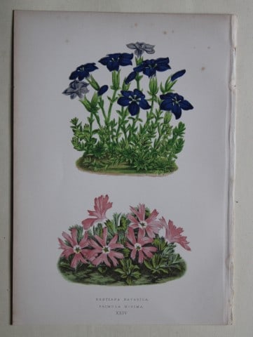 Alpine Plant engravings by AF Lydon & B Fawcett 1872: This beautiful wood engraving is from Alpine Plants: Figures and Descriptions of some of the Most Striking and Beautiful of the Alpine Flowers by David Wooster, F.R.H.S. Published by Bell and Daldy, L