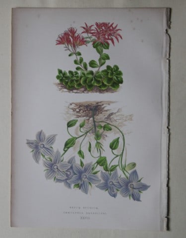 Alpine Plant engravings by AF Lydon & B Fawcett 1872: This beautiful wood engraving is from Alpine Plants: Figures and Descriptions of some of the Most Striking and Beautiful of the Alpine Flowers by David Wooster, F.R.H.S. Published by Bell and Daldy, L