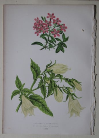 Alpine Plant engravings by AF Lydon & B Fawcett 1872: This beautiful wood engraving is from Alpine Plants: Figures and Descriptions of some of the Most Striking and Beautiful of the Alpine Flowers by David Wooster, F.R.H.S. Published by Bell and Daldy, L