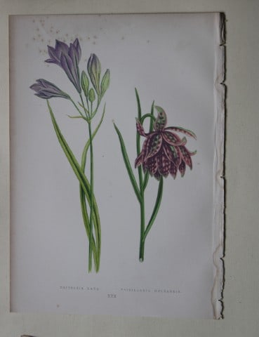 Alpine Plant engravings by AF Lydon & B Fawcett 1872: This beautiful wood engraving is from Alpine Plants: Figures and Descriptions of some of the Most Striking and Beautiful of the Alpine Flowers by David Wooster, F.R.H.S. Published by Bell and Daldy, L