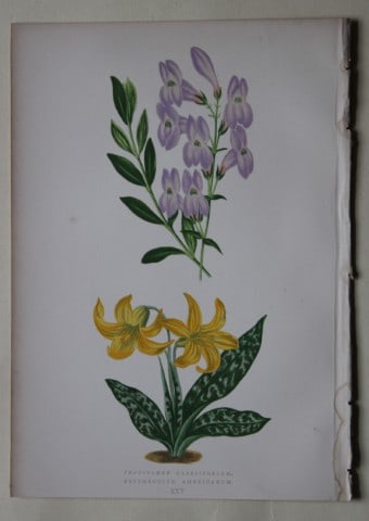 Alpine Plant engravings by AF Lydon & B Fawcett 1872 (1 of 1)