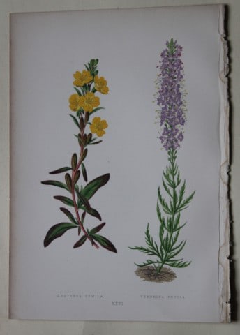 Alpine Plant engravings by AF Lydon & B Fawcett 1872: This beautiful wood engraving is from Alpine Plants: Figures and Descriptions of some of the Most Striking and Beautiful of the Alpine Flowers by David Wooster, F.R.H.S. Published by Bell and Daldy, L