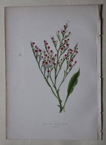 Alpine Plant engravings by AF Lydon & B Fawcett 1872: This beautiful wood engraving is from Alpine Plants: Figures and Descriptions of some of the Most Striking and Beautiful of the Alpine Flowers by David Wooster, F.R.H.S. Published by Bell and Daldy, L