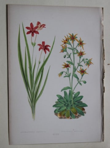 Alpine Plant engravings by AF Lydon & B Fawcett 1872: This beautiful wood engraving is from Alpine Plants: Figures and Descriptions of some of the Most Striking and Beautiful of the Alpine Flowers by David Wooster, F.R.H.S. Published by Bell and Daldy, L