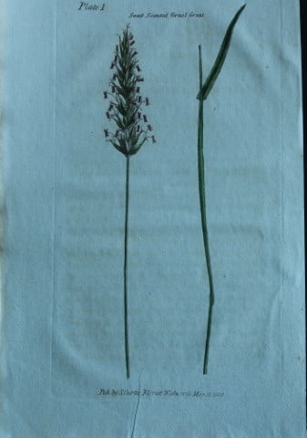 British Grasses by William Curtis 1824 (1 of 1)