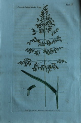 British Grasses by William Curtis 1824 (1 of 1)