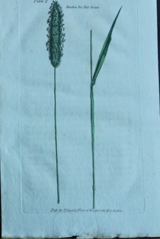 British Grasses by William Curtis 1824 (1 of 1)