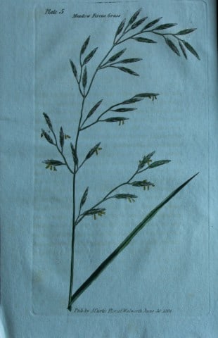 British Grasses by William Curtis 1824 (1 of 1)