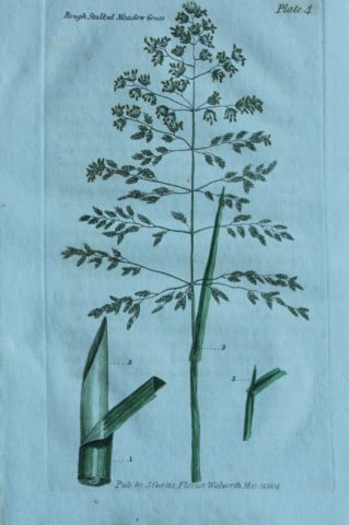 British Grasses by William Curtis 1824 (1 of 1)