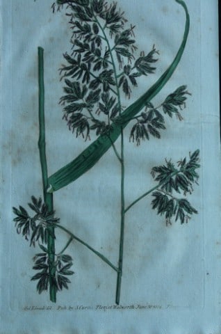 British Grasses by William Curtis 1824 (1 of 1)