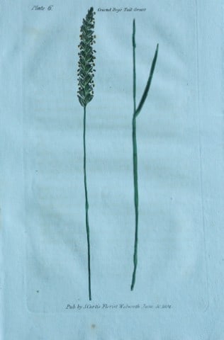 British Grasses by William Curtis 1824 (1 of 1)