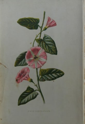 Shirley Hibberd - Field Convolvulus 1877: This chromolithographic print was drawn by Shirley Hibberd and is from Familiar Wild Flowers by Frederick Edward Hulme. Published by Cassell, Petter, Galpin and Co. London 1877.Size: 5in x 7.5in (13cm