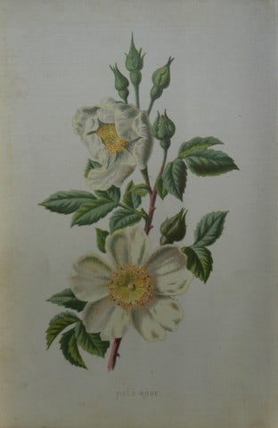 Shirley Hibberd - Field Rose 1877 (1 of 1)