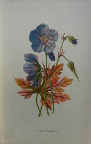 Shirley Hibberd - Meadow Cranesbill 1877: This chromolithographic print was drawn by Shirley Hibberd and is from Familiar Wild Flowers by Frederick Edward Hulme. Published by Cassell, Petter, Galpin and Co. London 1877.Size: 5in x 7.5in (13cm