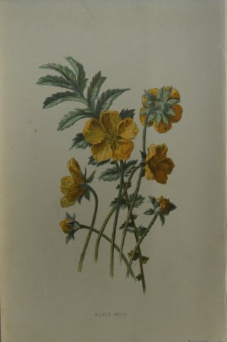 Shirley Hibberd - Silver Weed 1877 (1 of 1)