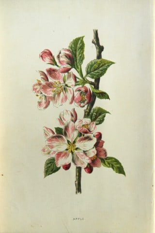 Shirley Hibberd - Apple 1877 (1 of 1)