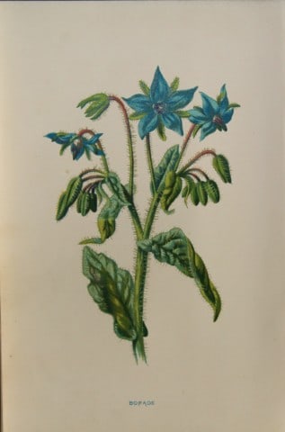 Shirley Hibberd - Borage 1877 (1 of 1)