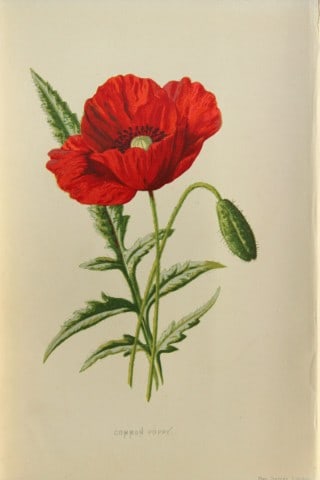 Shirley Hibberd - Poppy 1877: This chromolithographic print was drawn by Shirley Hibberd and is from Familiar Wild Flowers by Frederick Edward Hulme. Published by Cassell, Petter, Galpin and Co. London 1877.Size: 5in x 7.5in (13cm