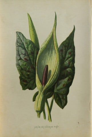 Shirley Hibberd - Cuckoo Pint 1877: This chromolithographic print was drawn by Shirley Hibberd and is from Familiar Wild Flowers by Frederick Edward Hulme. Published by Cassell, Petter, Galpin and Co. London 1877.Size: 5in x 7.5in (13cm